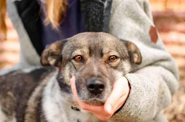 Oddam psa, Elbląg, Za Politechniką, 21 kwietnia 2025 (1/3)