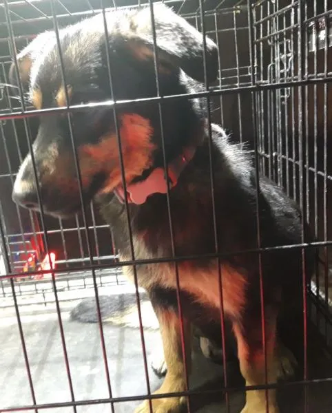 Znaleziono psa, Radom, 17 kwietnia 2025