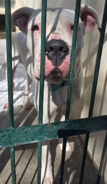 Znaleziono psa, Radom, 14 kwietnia 2025