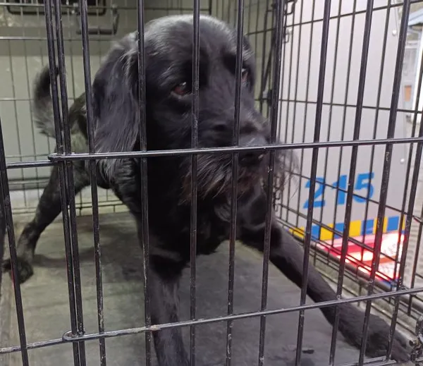 Znaleziono psa, Radom, 13 kwietnia 2025