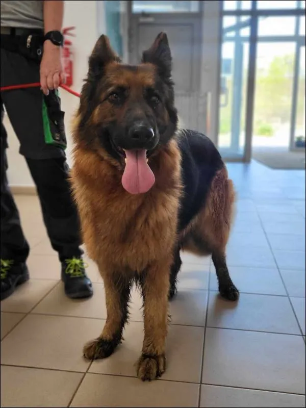 Znaleziono psa, Grudziądz, 21 kwietnia 2025