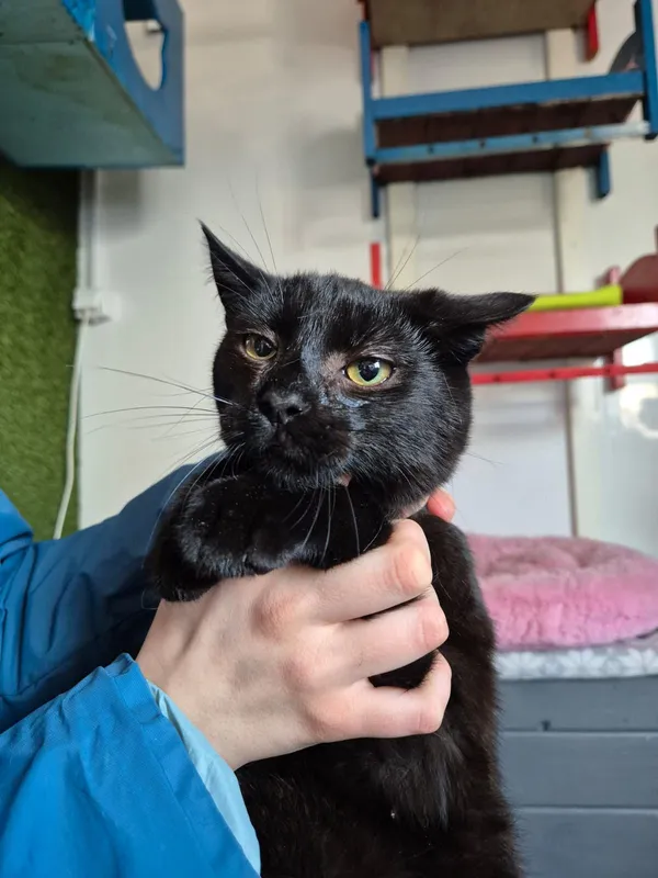 Oddam kota, Olsztyn, Osiedle nad Jeziorem Długim, 21 kwietnia 2025 (2/2)