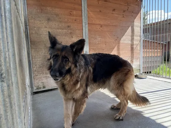 Pies do adopcji, Kraków, 6 kwietnia 2025