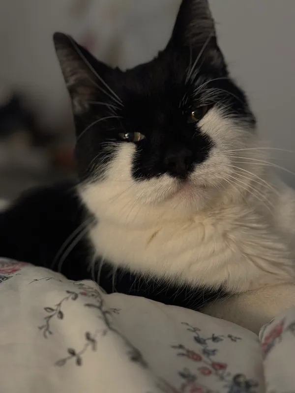 Zaginął kot, Łukęcin, 22 kwietnia 2025 (1/4)