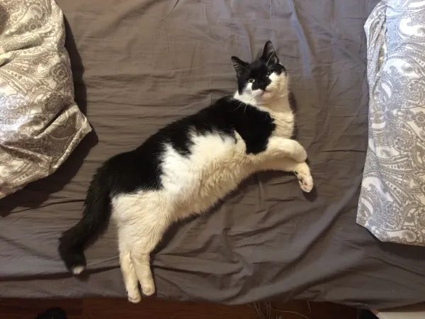 Zaginął kot, Łukęcin, 22 kwietnia 2025 (2/4)