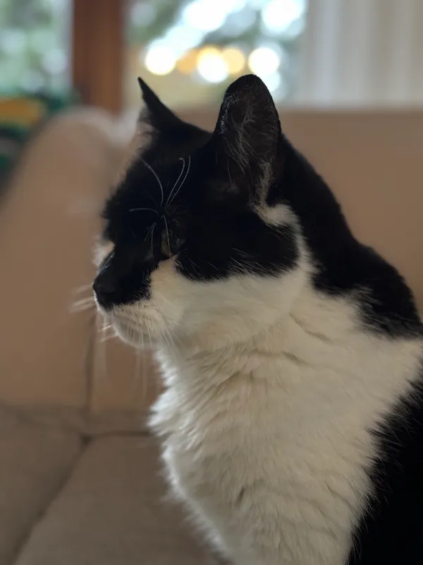 Zaginął kot, Łukęcin, 22 kwietnia 2025 (4/4)