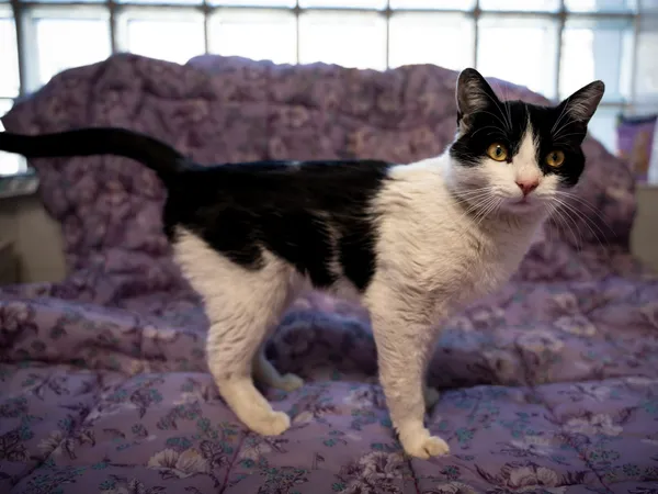 Znaleziono kota, Sosnowiec, 21 kwietnia 2025 (1/5)