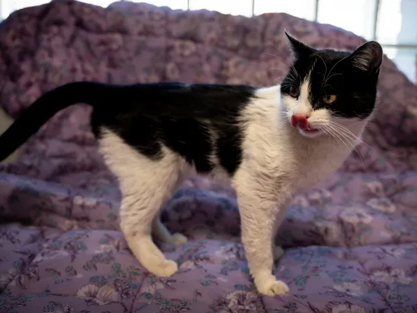 Znaleziono kota, Sosnowiec, 21 kwietnia 2025 (2/5)