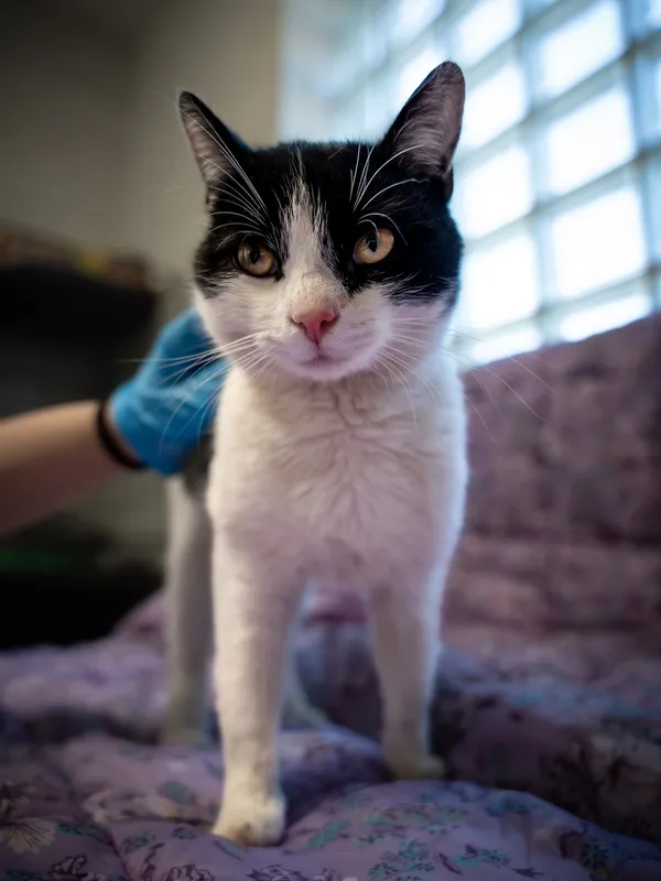 Znaleziono kota, Sosnowiec, 21 kwietnia 2025 (3/5)