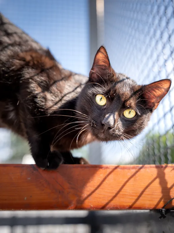 Znaleziono kota, Sosnowiec, 19 kwietnia 2025 (5/5)