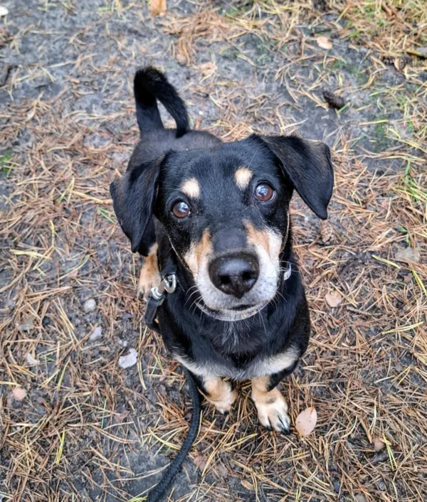 Pies do adopcji, Włocławek, 15 sierpnia 2023 (2/5)