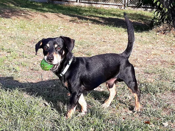 Pies do adopcji, Włocławek, 15 sierpnia 2023 (3/5)