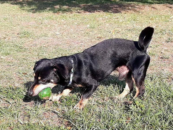 Pies do adopcji, Włocławek, 15 sierpnia 2023 (4/5)