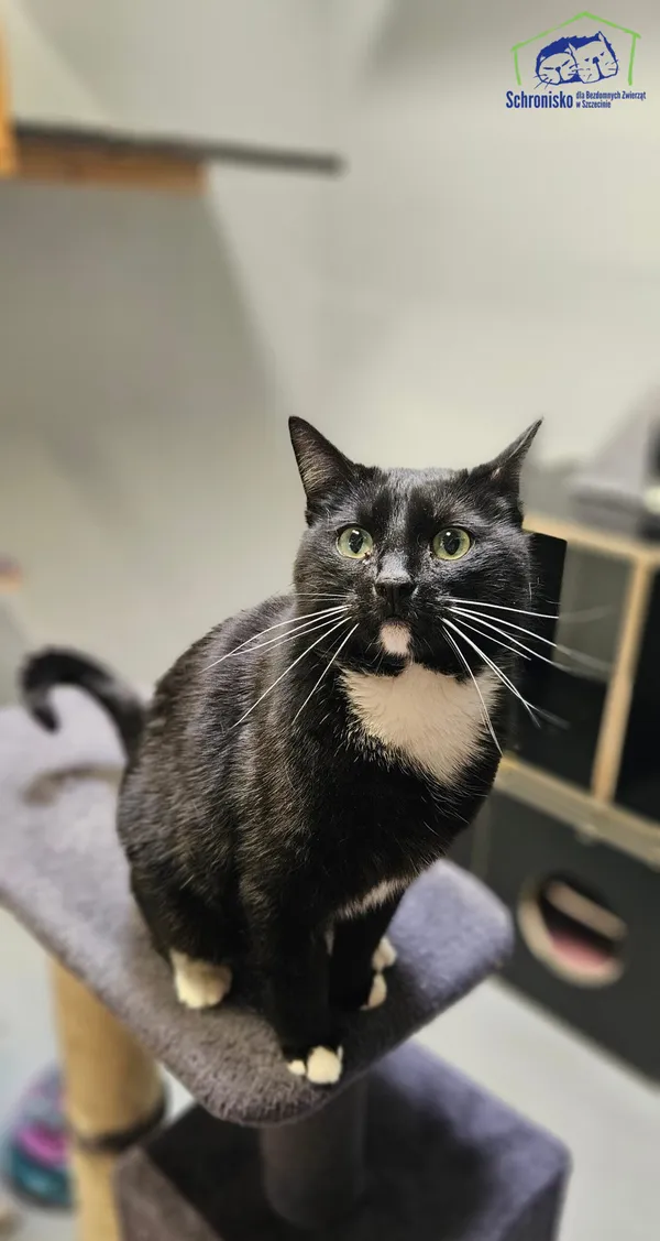 Znaleziono kota, Szczecin, 19 kwietnia 2025 (1/4)