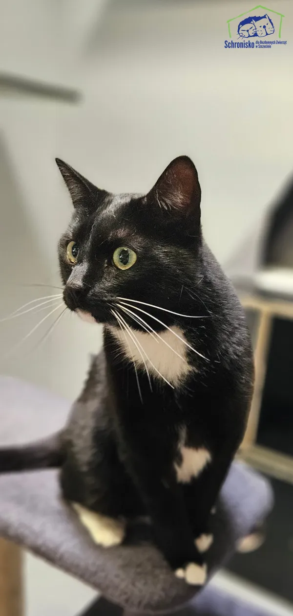Znaleziono kota, Szczecin, 19 kwietnia 2025 (4/4)
