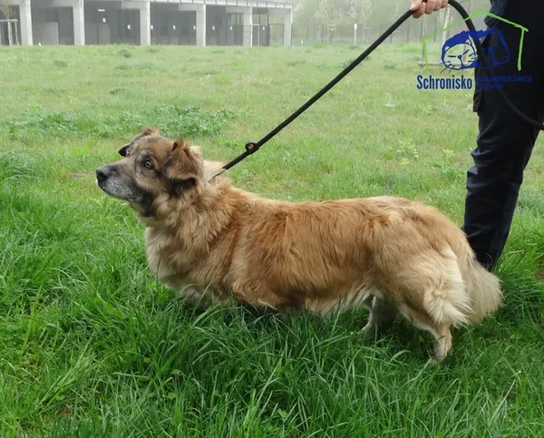 Znaleziono psa, Szczecin, 20 kwietnia 2025