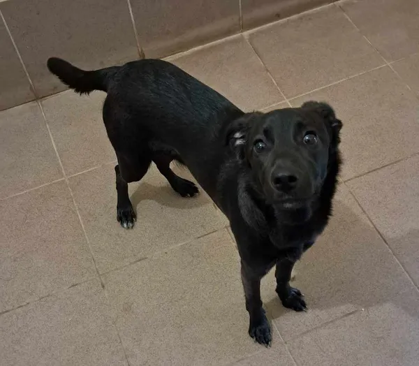 Znaleziono psa, Olsztyn, 12 kwietnia 2025