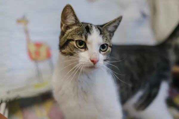 Kot do adopcji, Sosnowiec, 14 kwietnia 2025 (1/5)