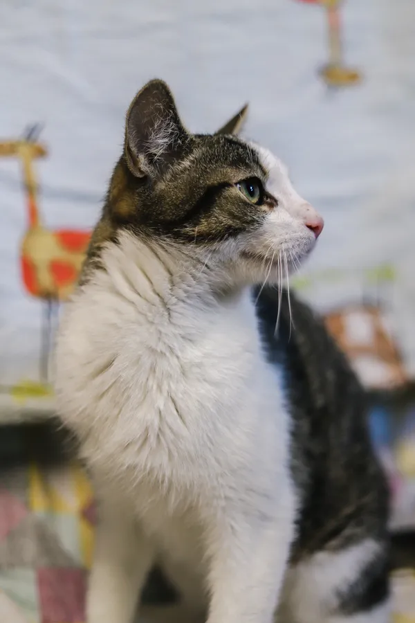 Kot do adopcji, Sosnowiec, 14 kwietnia 2025 (3/5)