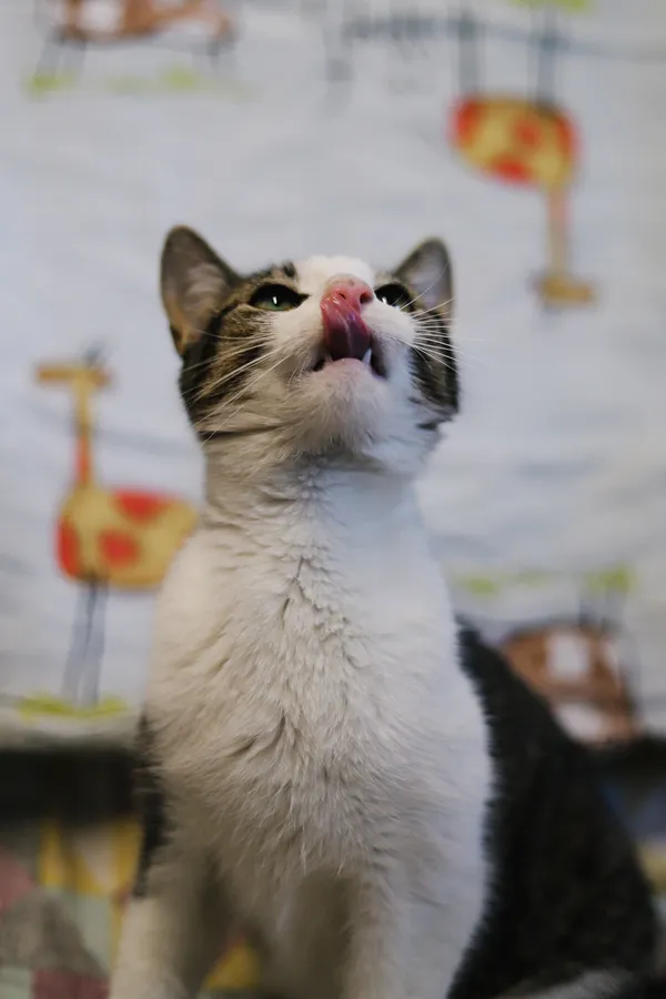 Kot do adopcji, Sosnowiec, 14 kwietnia 2025 (4/5)