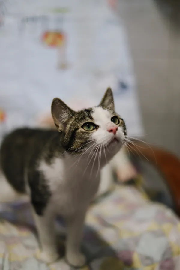 Kot do adopcji, Sosnowiec, 14 kwietnia 2025 (5/5)