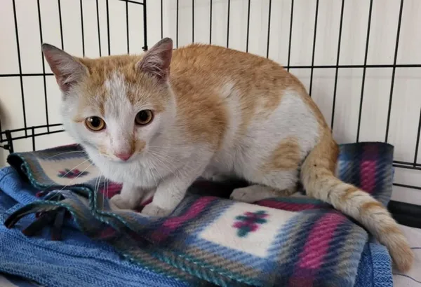 Znaleziono kota, Toruń, 16 kwietnia 2025