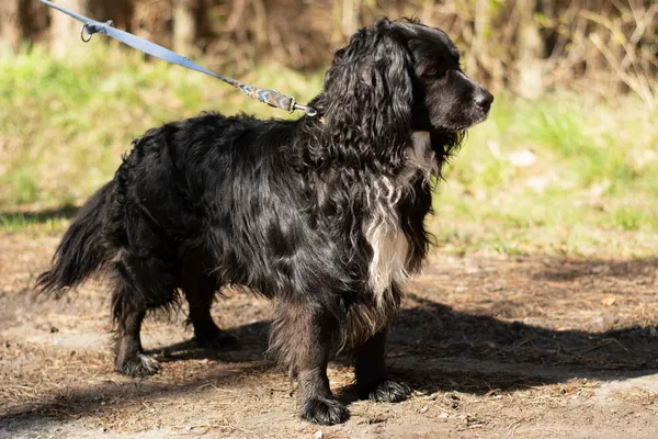 Pies do adopcji, Nowodwór, 21 kwietnia 2025 (3/5)