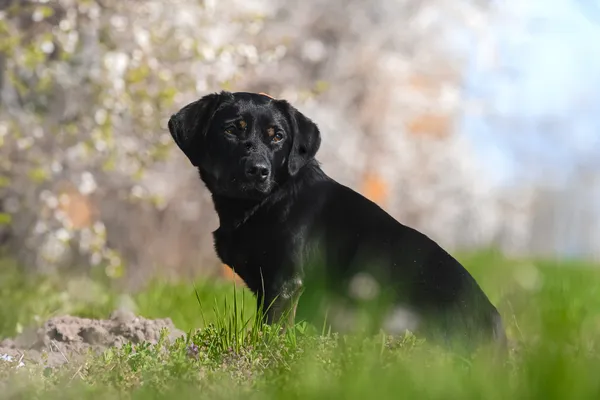 Pies do adopcji, Nowodwór, 21 kwietnia 2025 (3/5)