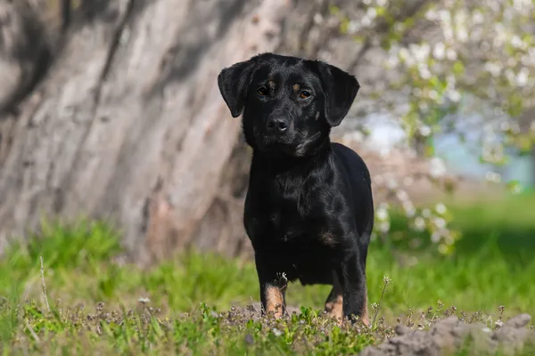 Pies do adopcji, Nowodwór, 21 kwietnia 2025 (4/5)