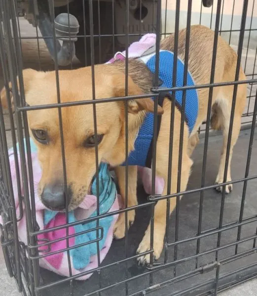 Znaleziono psa, Radom, 21 kwietnia 2025