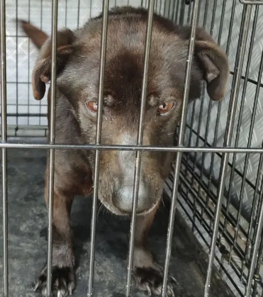 Znaleziono psa, Radom, 21 kwietnia 2025