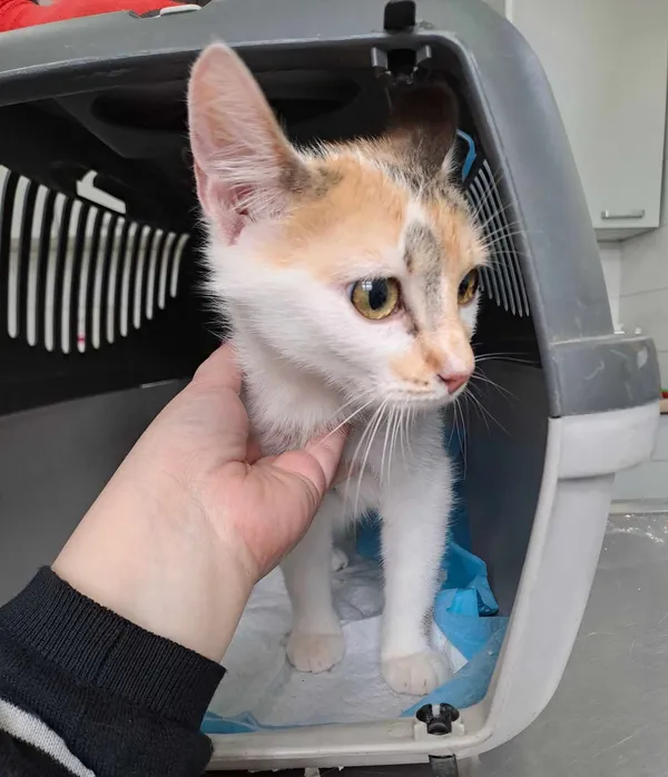 Znaleziono kota, Olsztyn, 18 kwietnia 2025