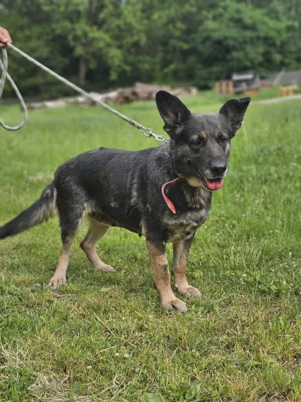 Pies do adopcji, Zgierz, 22 kwietnia 2025 (1/5)