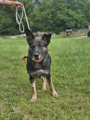 Pies do adopcji, Zgierz, 22 kwietnia 2025 (3/5)