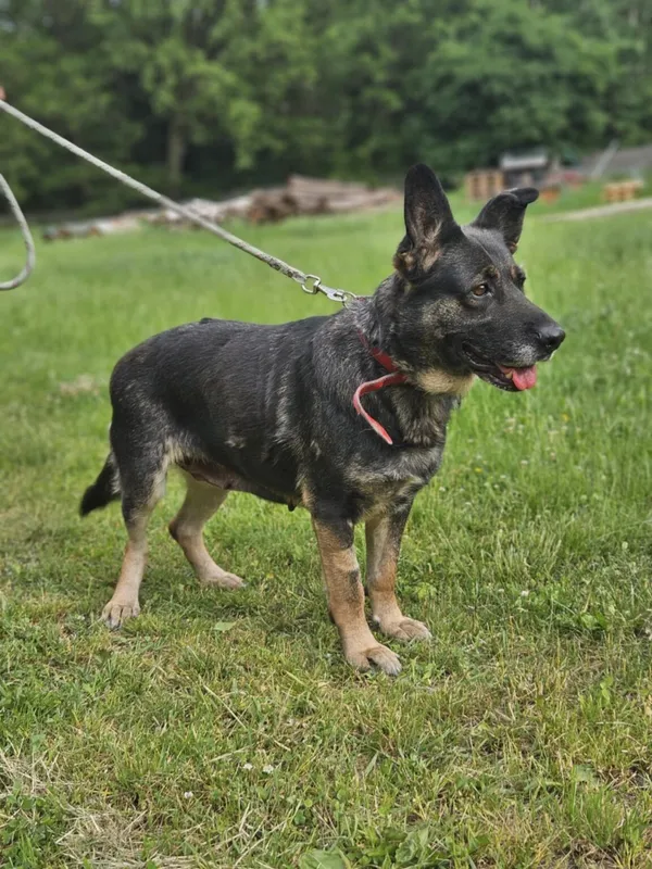 Pies do adopcji, Zgierz, 22 kwietnia 2025 (5/5)