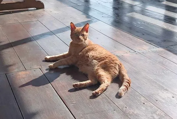 Zaginął kot, Łódź, 22 kwietnia 2025