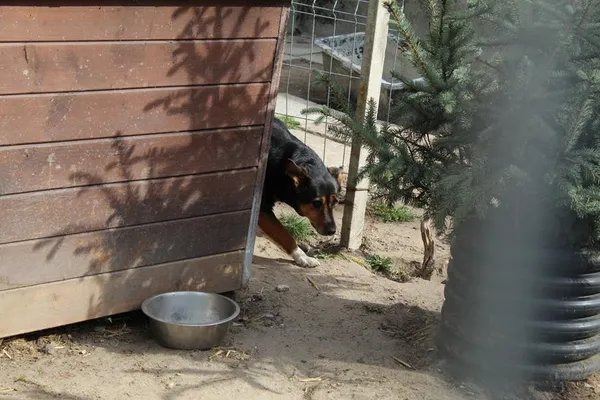 Pies do adopcji, Bełchatów, 19 września 2019 (2/4)
