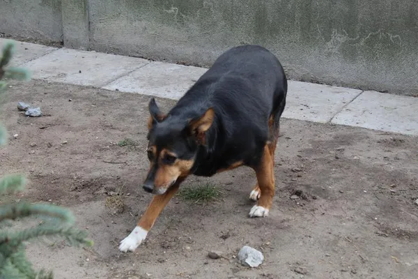 Pies do adopcji, Bełchatów, 19 września 2019 (3/4)