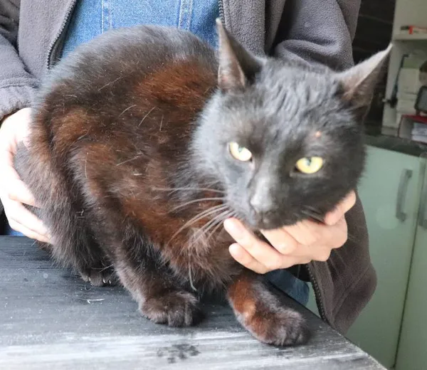 Znaleziono kota, Łódź, 22 kwietnia 2025 (1/2)