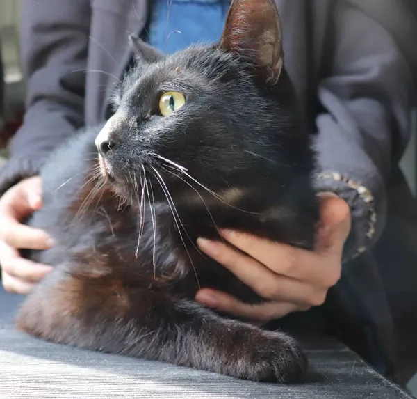 Znaleziono kota, Łódź, 22 kwietnia 2025 (2/2)