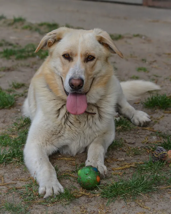 Pies do adopcji, Mielec, 23 kwietnia 2025 (1/2)