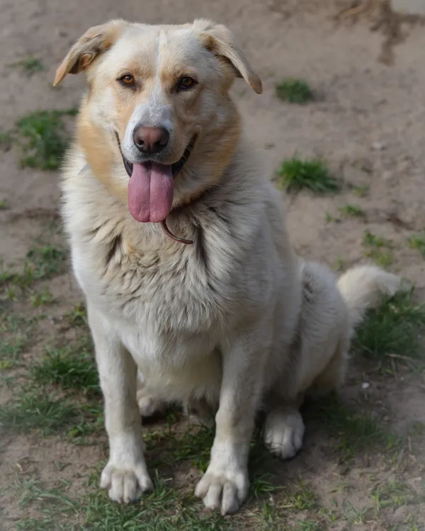 Pies do adopcji, Mielec, 23 kwietnia 2025 (2/2)