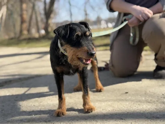 Pies do adopcji, Kraków, 8 kwietnia 2025