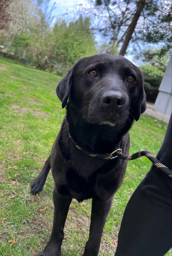 Pies do adopcji, Włocławek, 22 kwietnia 2025 (1/5)