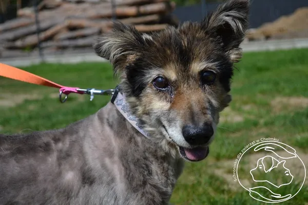 Pies do adopcji, Chełmek, 26 lutego 2025