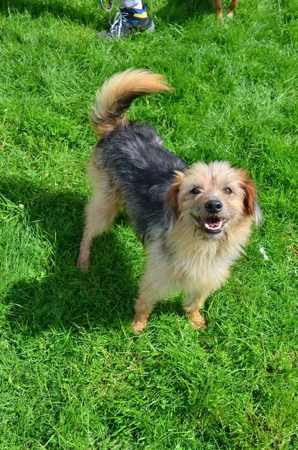 Znaleziono psa, Lublin, 22 kwietnia 2025 (2/2)