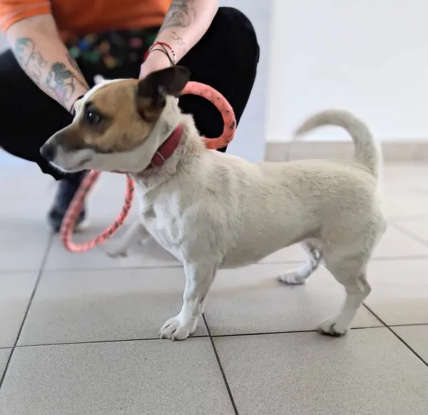 Znaleziono psa, Lublin, 23 kwietnia 2025