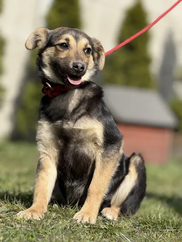 Pies do adopcji, Pieczyska, 23 kwietnia 2025 (4/5)