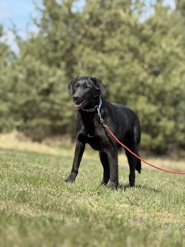 Pies do adopcji, Pieczyska, 23 kwietnia 2025 (4/5)