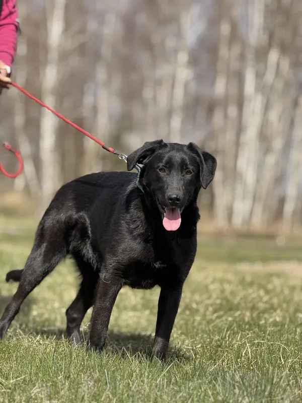 Pies do adopcji, Pieczyska, 23 kwietnia 2025 (5/5)